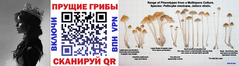 Купить где  Старый Крым  Галлюциногенные грибы MAGIC MUSHROOMS 